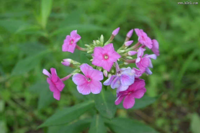 绽放的天蓝绣球图片