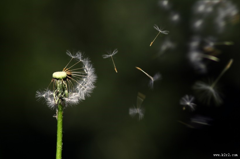 轻盈柔软的蒲公英图片大全