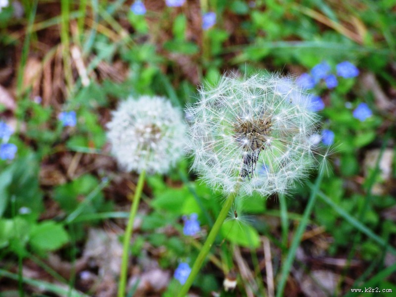 轻盈柔软的蒲公英图片大全