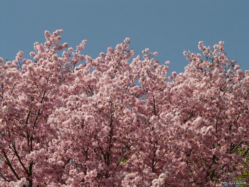 绽放的粉色樱花图片大全