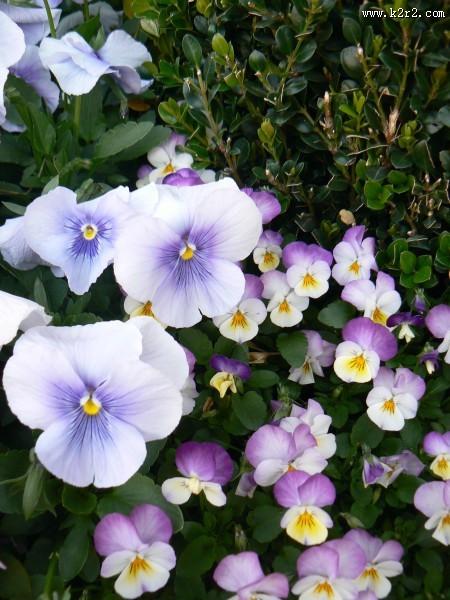 盛开的紫罗兰图片