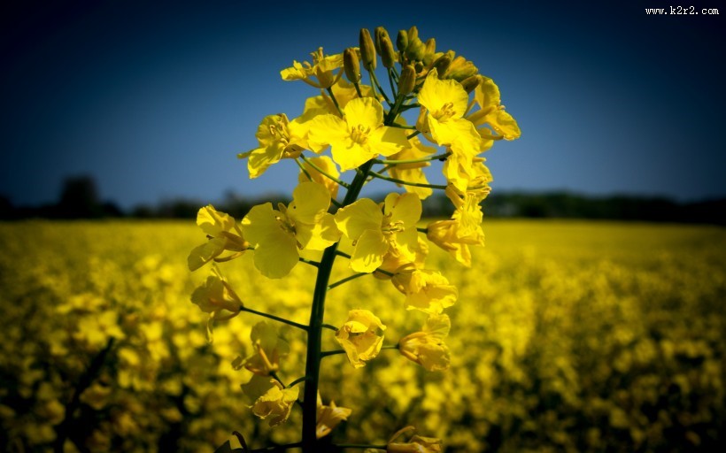 金黄色的油菜花图片大全