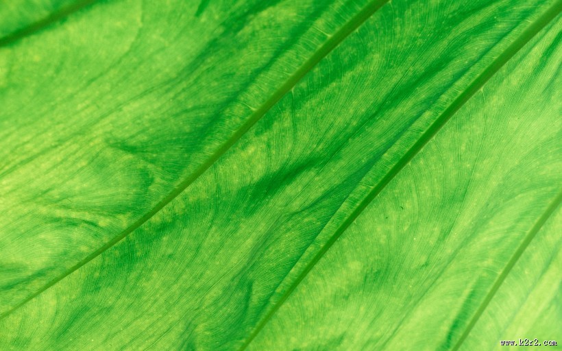 叶子特写图片