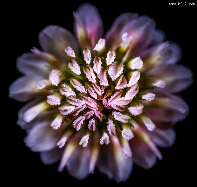 微距拍摄的花朵图片