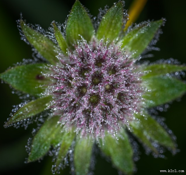 微距拍摄的花朵图片