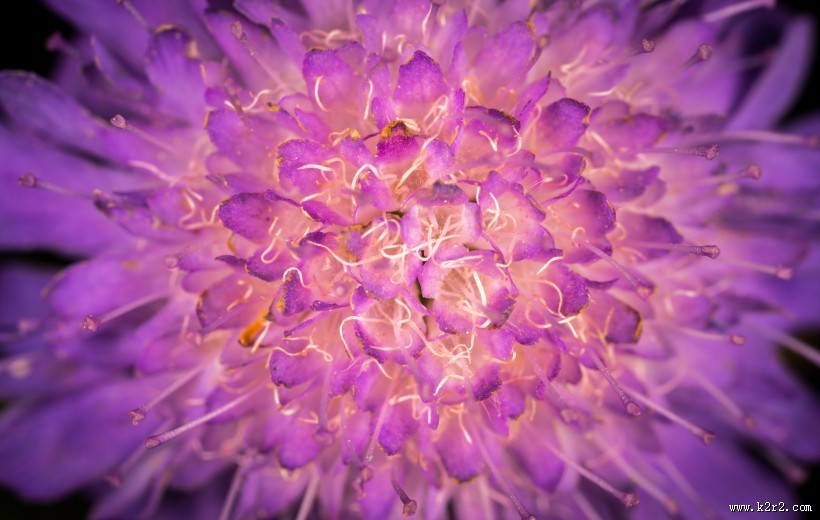 微距拍摄的花朵图片