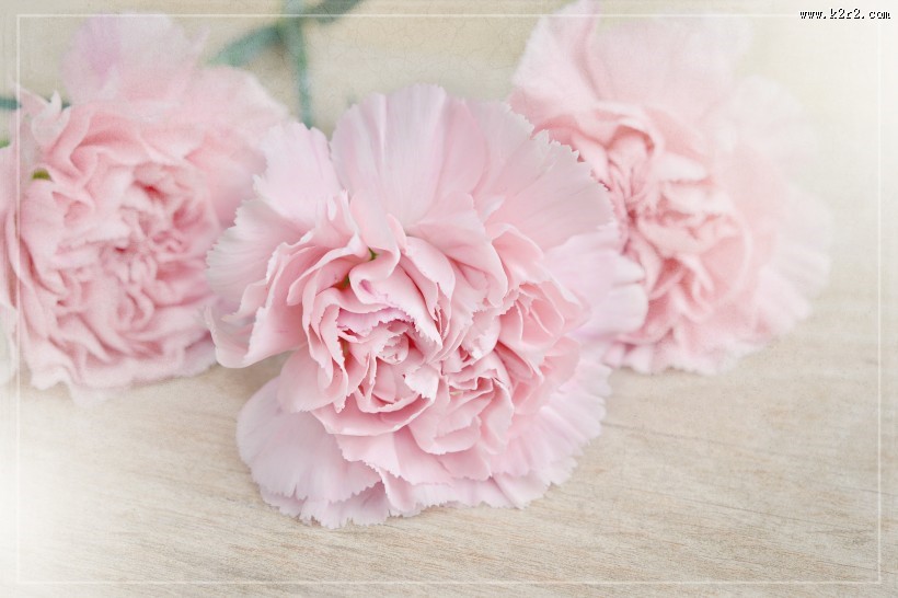 温馨淡雅的康乃馨图片大全