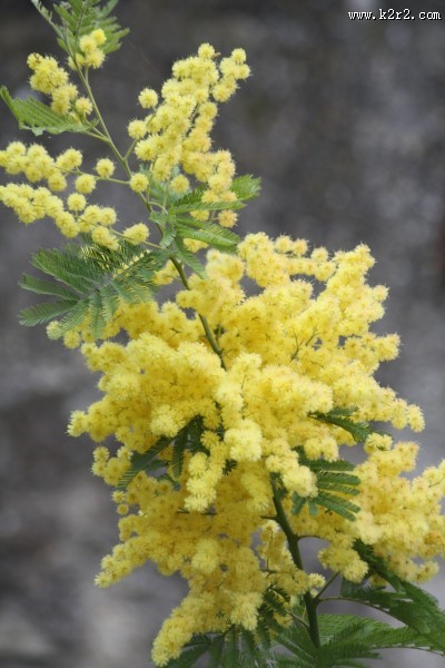 含羞草图片 知羞草图片