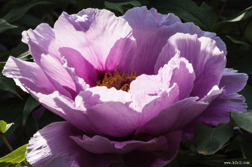 高贵的牡丹花图片