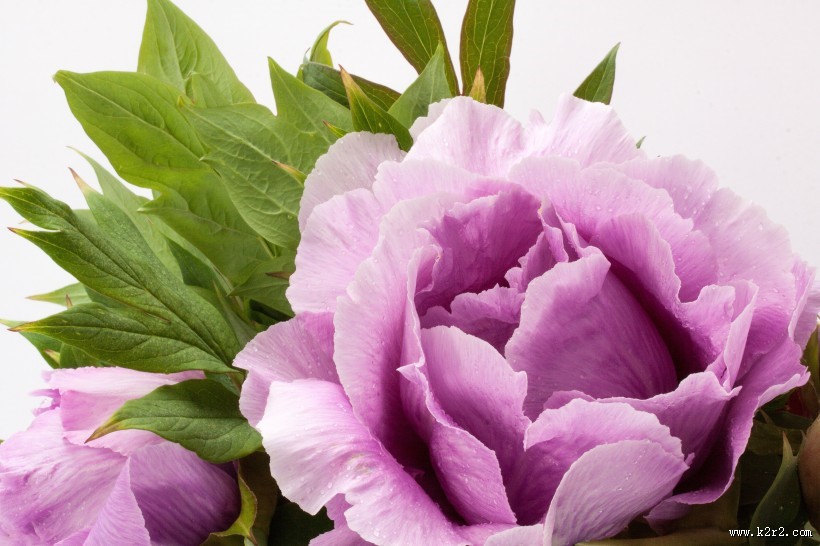 高贵的牡丹花图片