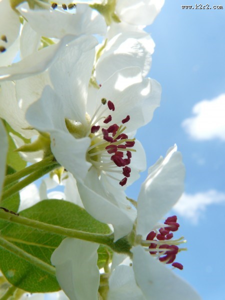 洁白的梨花图片大全