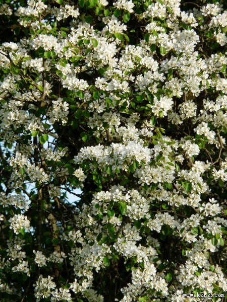 洁白的梨花图片大全