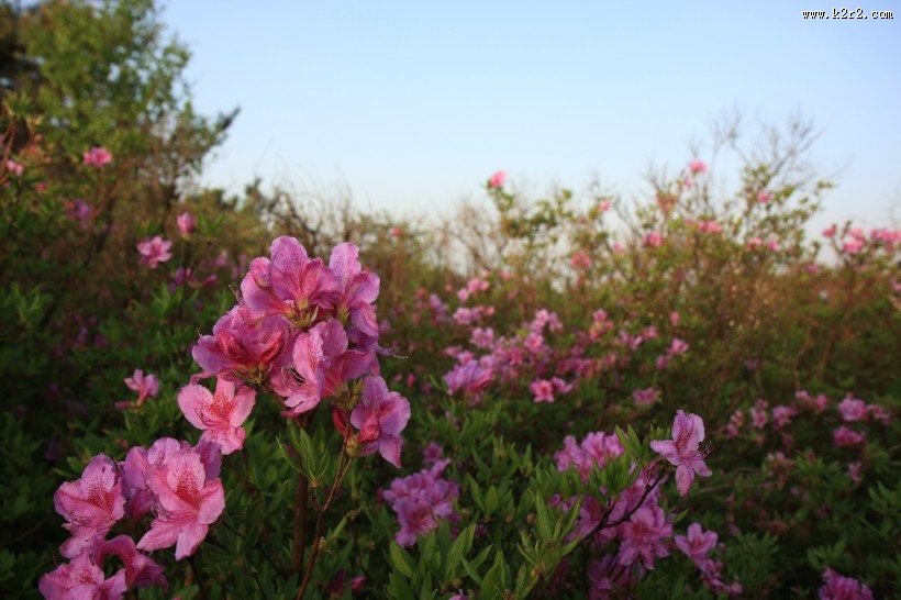 盛开的杜鹃花图片
