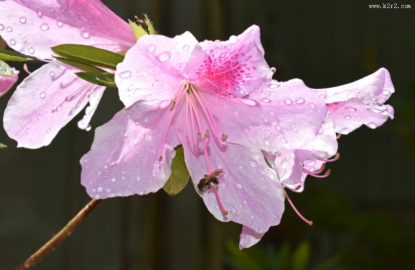 盛开的杜鹃花图片
