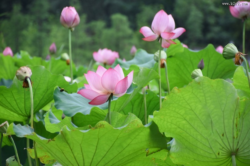 怒放盛开的荷花图片大全