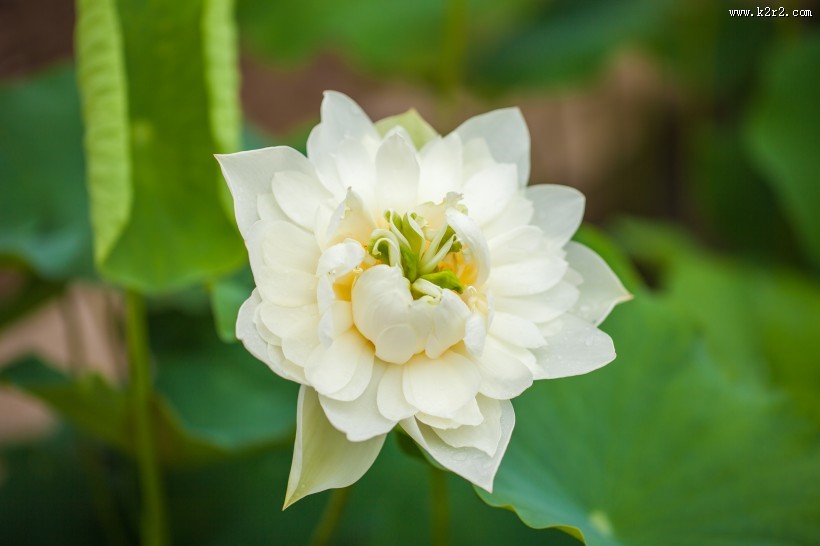 怒放盛开的荷花图片大全