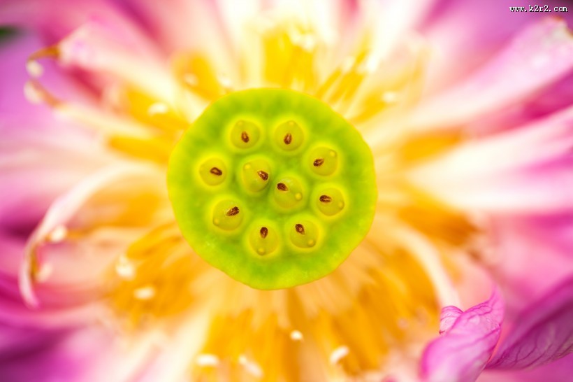 怒放盛开的荷花图片大全