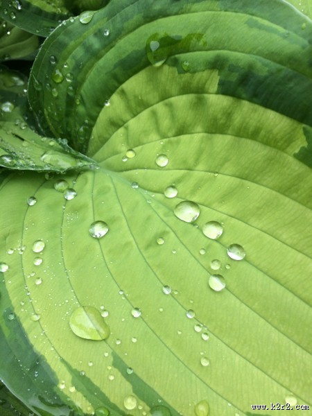 叶子上的水珠图片大全