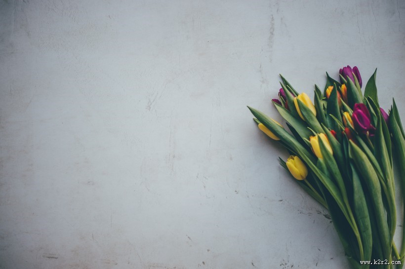 唯美好看的郁金香图片