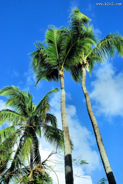 常绿乔木椰子树图片