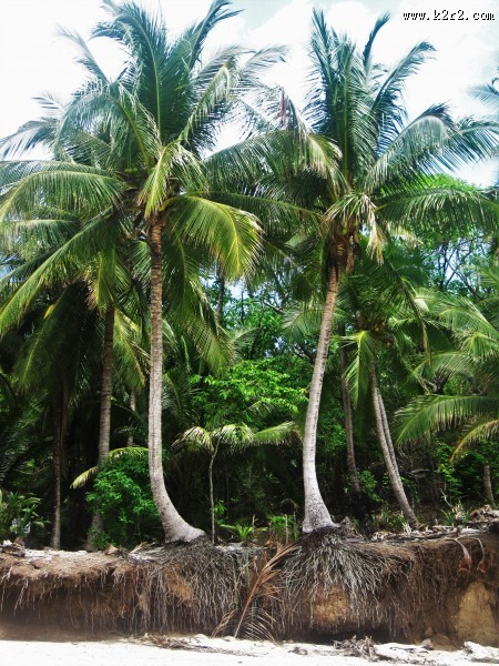 常绿乔木椰子树图片