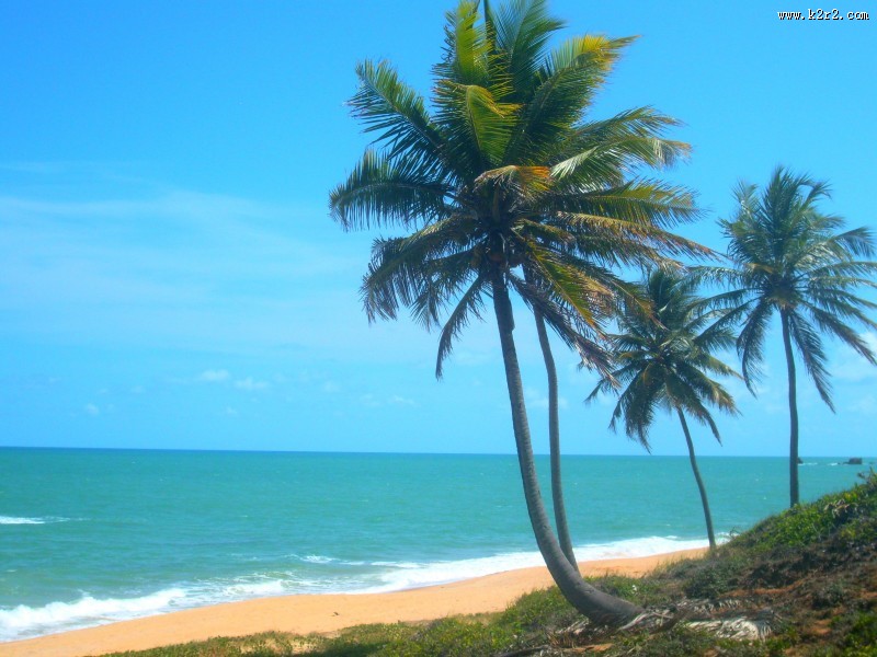 常绿乔木椰子树图片