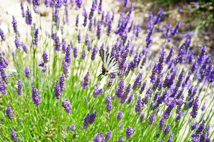 清新典雅的薰衣草图片