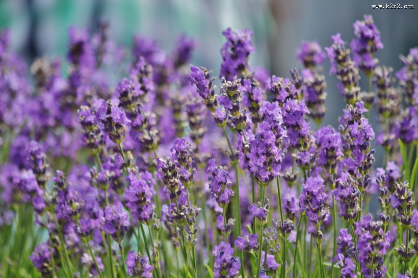 清新典雅的薰衣草图片