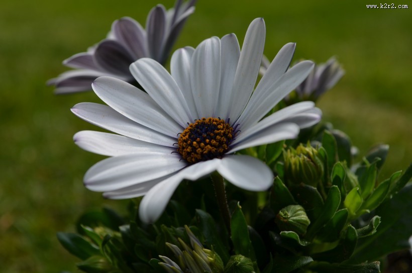 白色的非洲菊图片