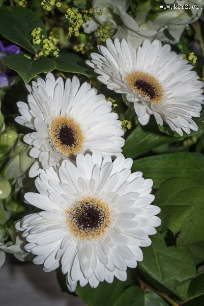 白色的非洲菊图片