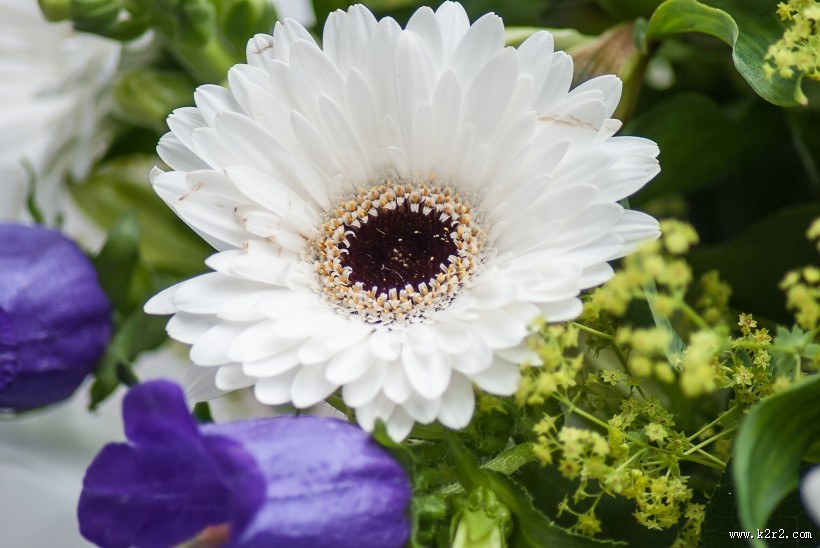 白色的非洲菊图片