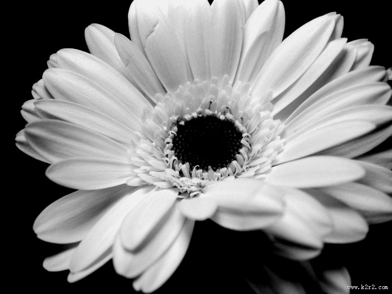 白色的非洲菊图片