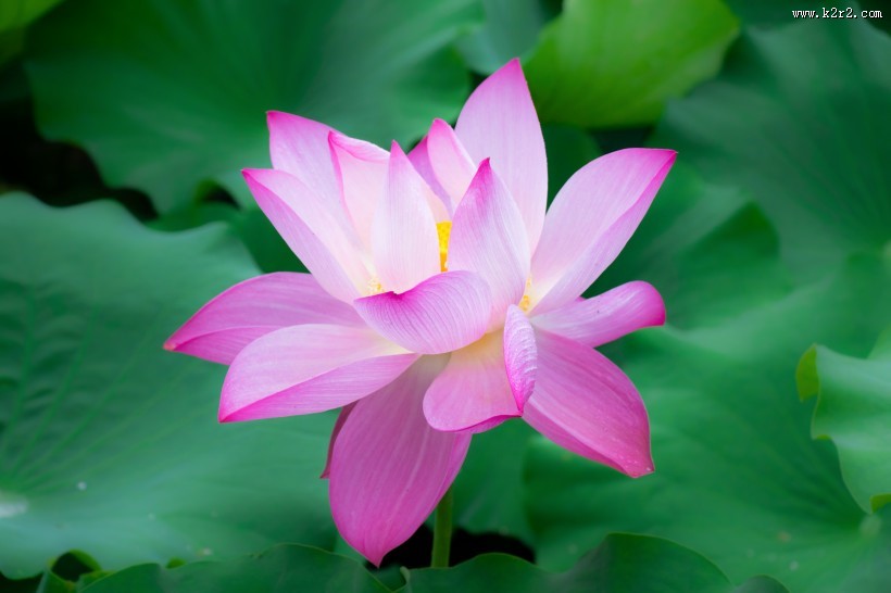 盛开的美艳荷花图片