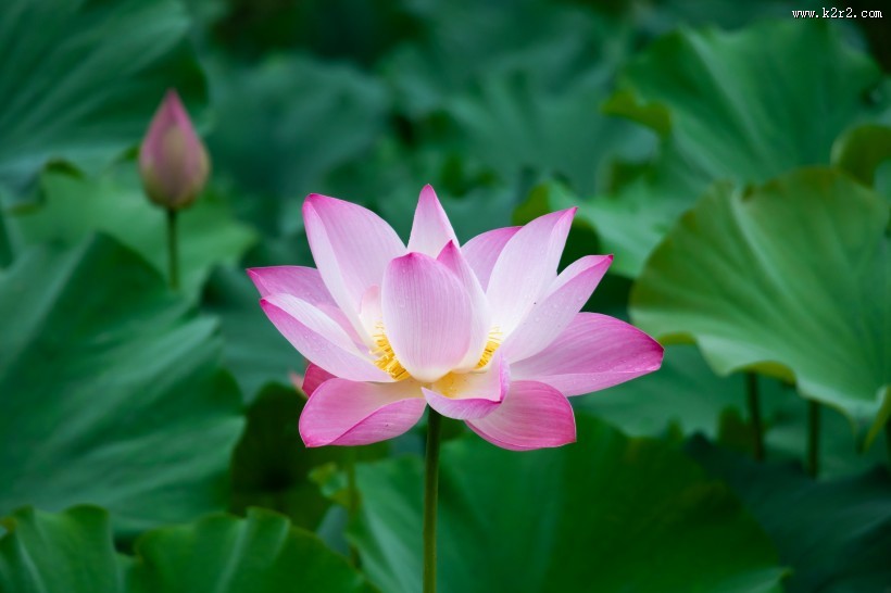 盛开的美艳荷花图片