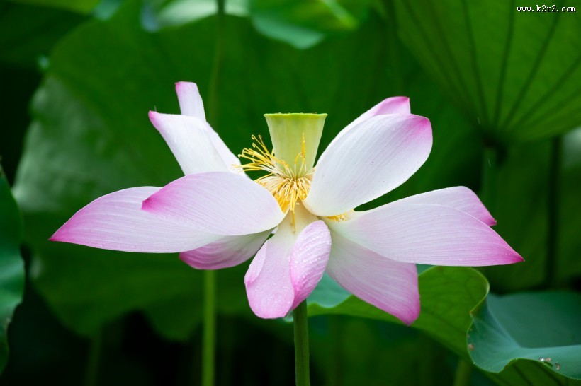 盛开的美艳荷花图片