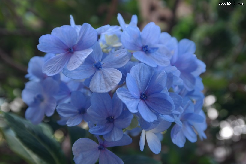 蓝色的绣球花图片