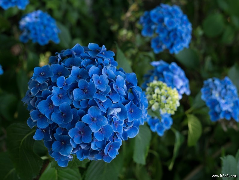 蓝色的绣球花图片
