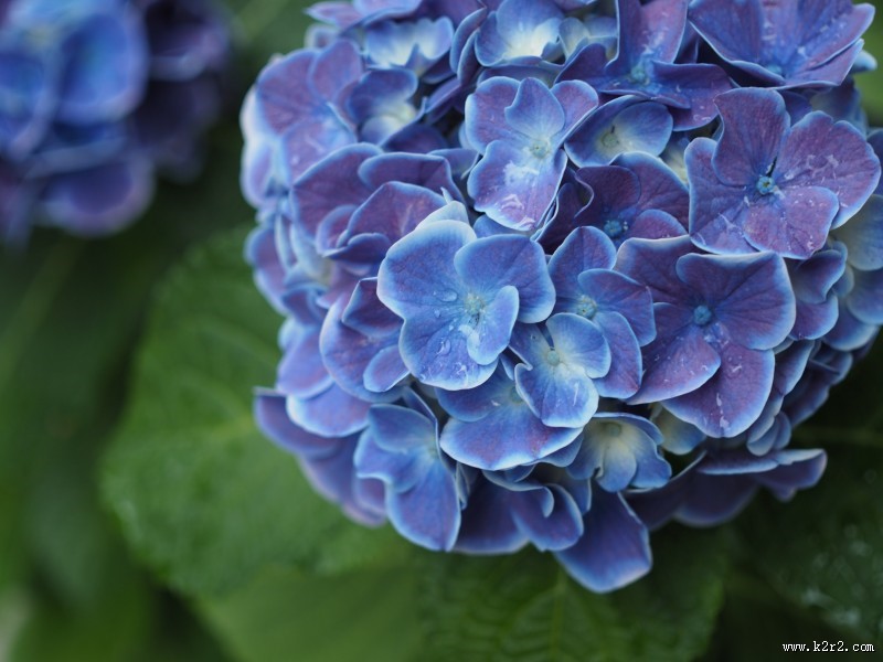 蓝色的绣球花图片