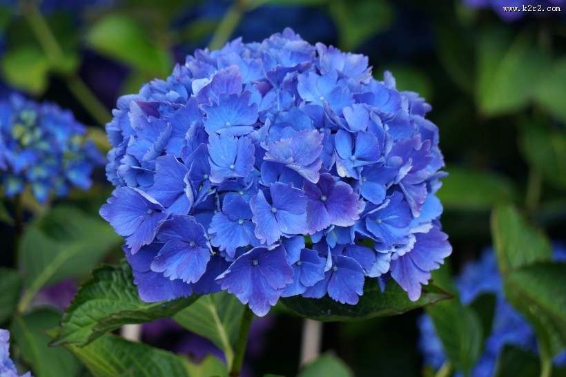 蓝色的绣球花图片