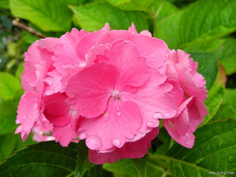 粉红色的绣球花图片大全