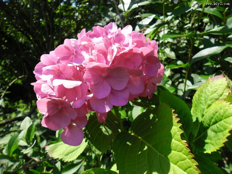 粉红色的绣球花图片大全