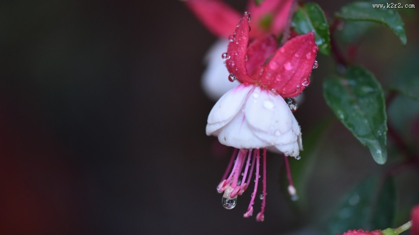 鲜艳的倒挂金钟图片大全