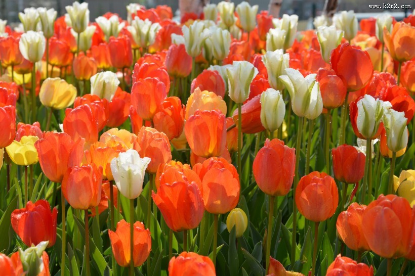 热烈开放的火红郁金香图片大全