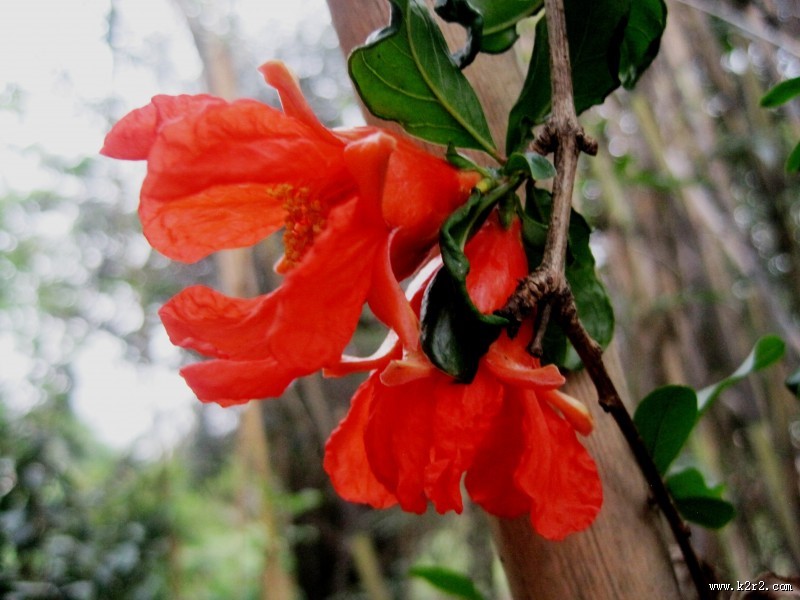 火红的石榴花图片