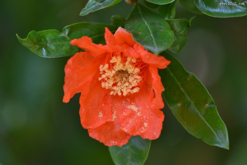 火红的石榴花图片