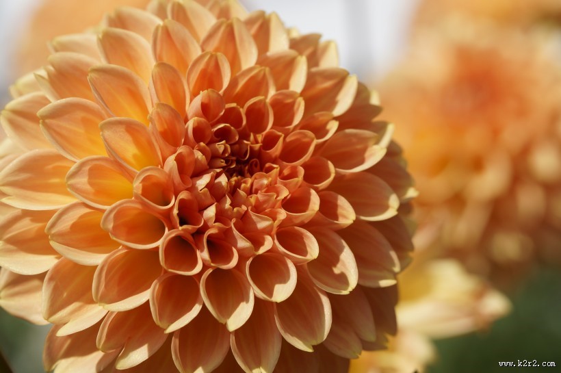 多种颜色的大丽花图片大全