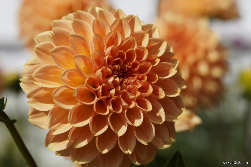 多种颜色的大丽花图片大全