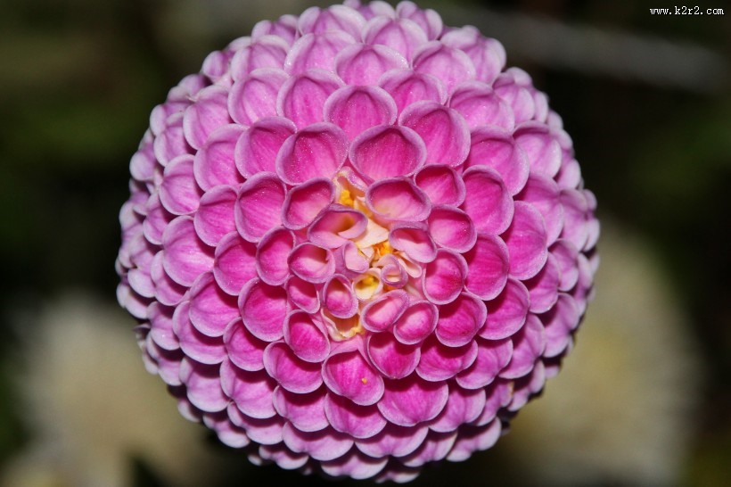 多种颜色的大丽花图片大全