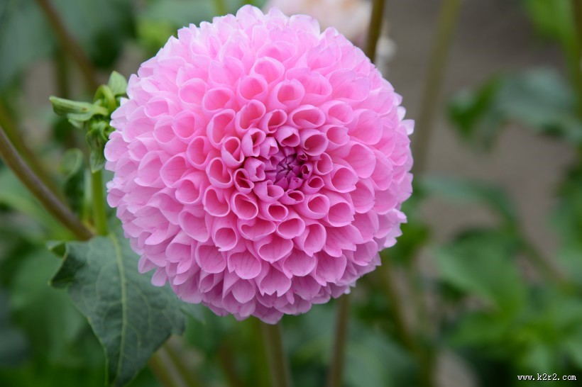 多种颜色的大丽花图片大全