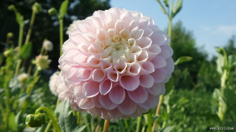 多种颜色的大丽花图片大全